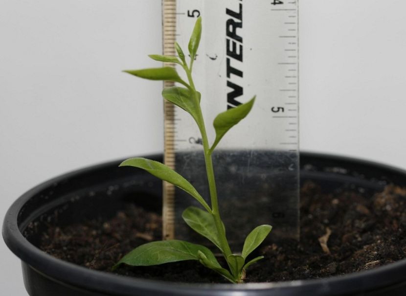 30.01.16 - 01 Goji- multiplicare