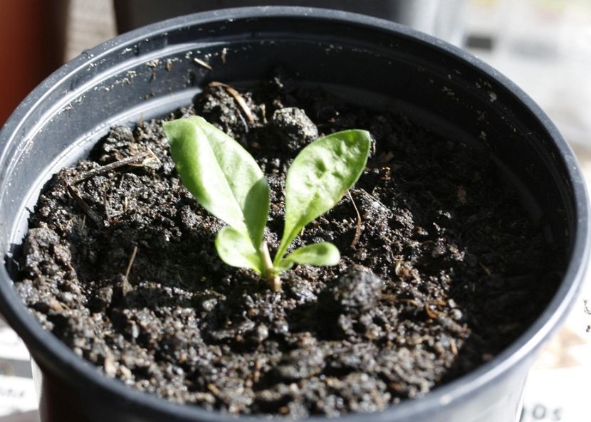 06.02.16 - 01 Goji- multiplicare