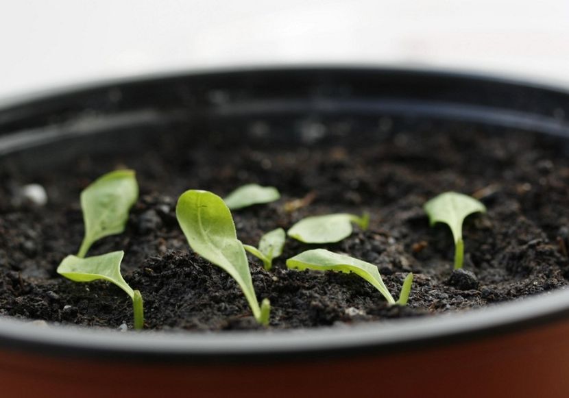 Subcultura I 06.02.16 - 01 Goji- multiplicare