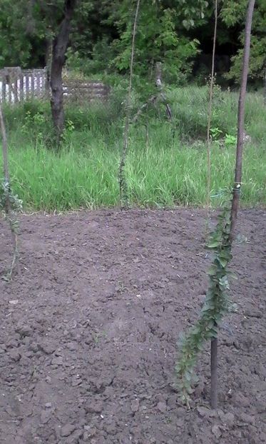 22.05.16 - 01 Goji- multiplicare