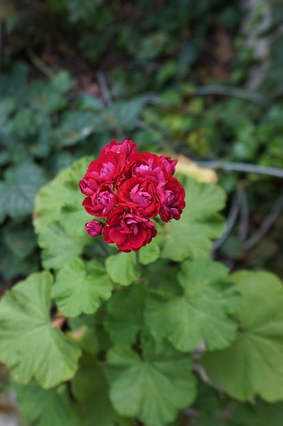 Plum Rambler - Mușcate