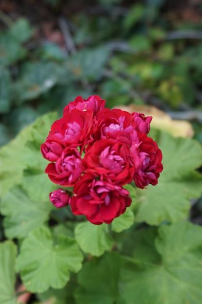 Plum Rambler - Mușcate