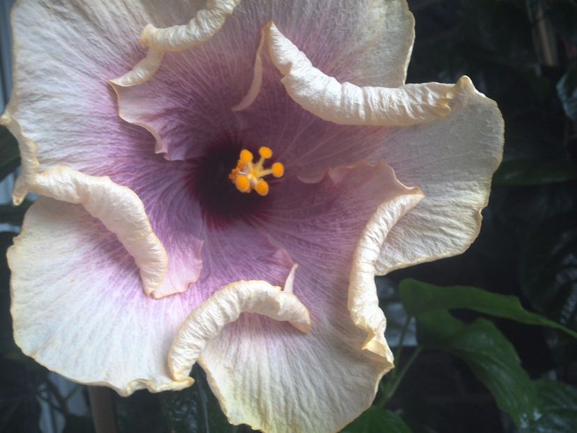 WIN_20170801_080402 - American Dream