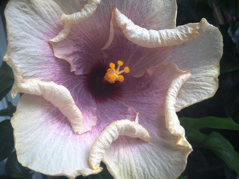 WIN_20170801_080418 - American Dream