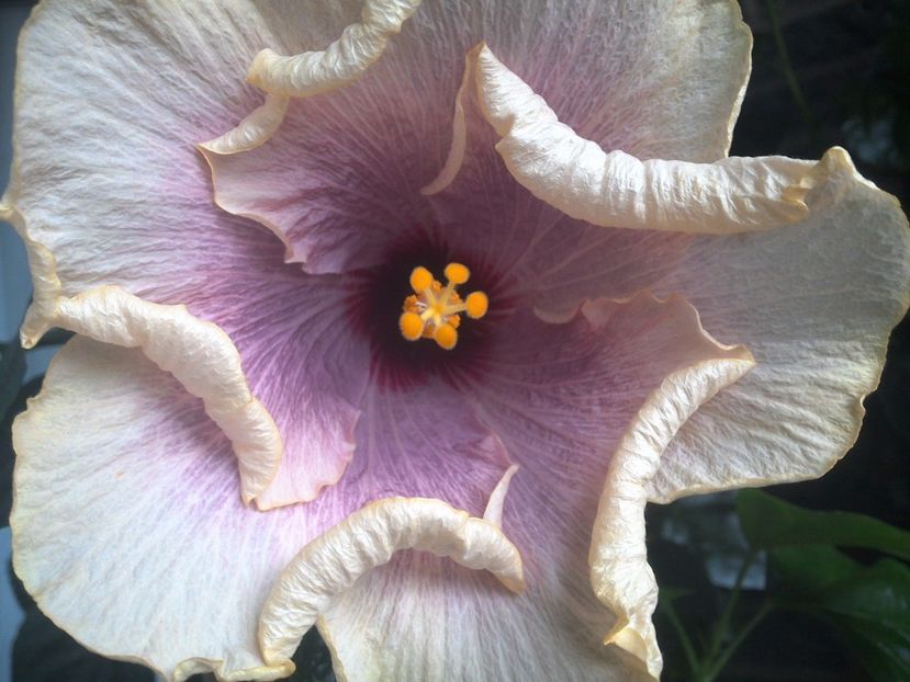 WIN_20170801_080428 - 0Hibiscus in colectie infloriti