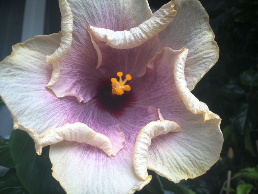 WIN_20170801_080504 - American Dream