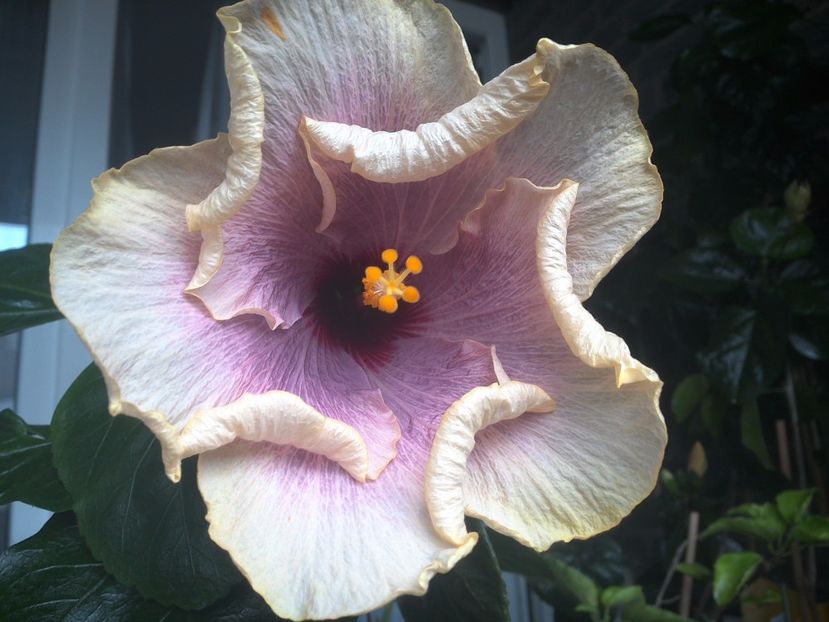 American Dream - 0Hibiscus in colectie infloriti