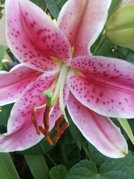 foarte parfumat - 0 - CRINI