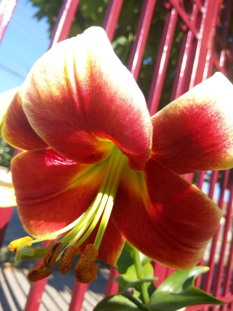 Fraulein Cornelia - 0 - CRINI