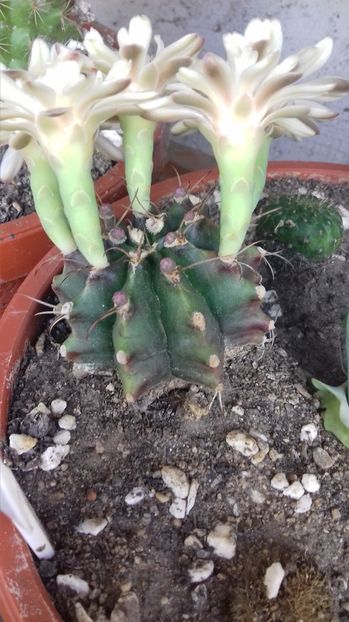  - SPECIA Gymnocalicium Mihanovichii