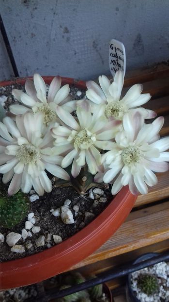  - SPECIA Gymnocalicium Mihanovichii