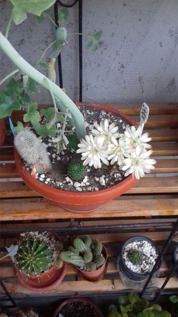  - SPECIA Gymnocalicium Mihanovichii