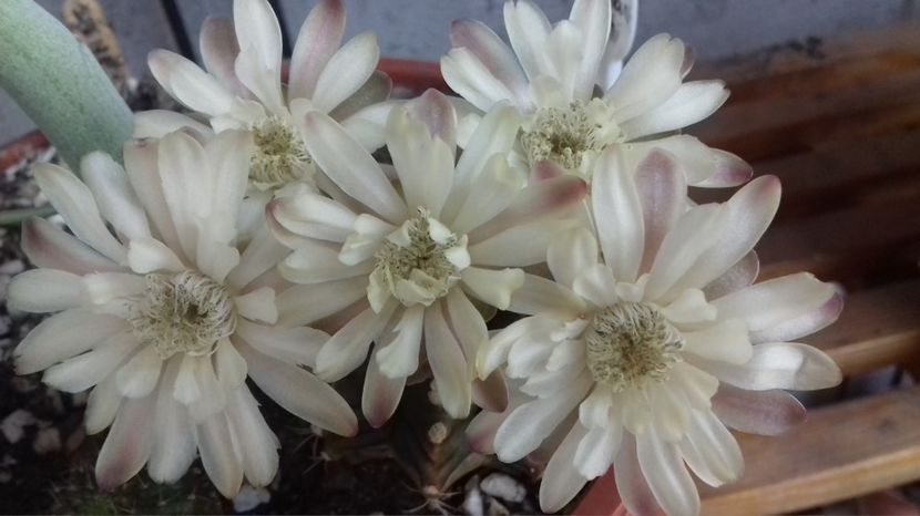  - SPECIA Gymnocalicium Mihanovichii