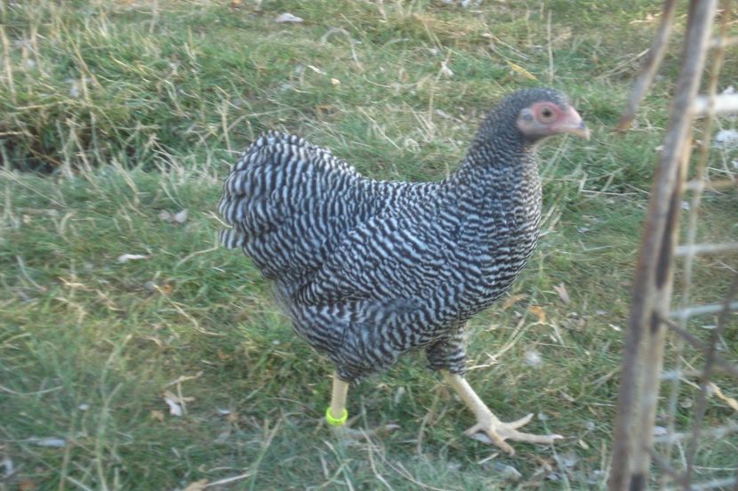  - WYANDOTTE BARAT PITIC 2017 - 2018 ARHIVA