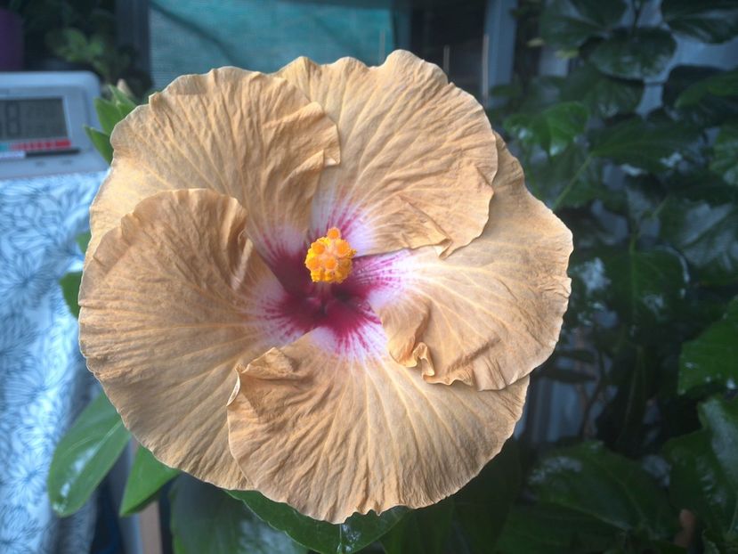 WIN_20170801_095835 - Tahitian Dusky Star