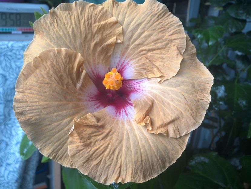 WIN_20170801_095847 - Tahitian Dusky Star