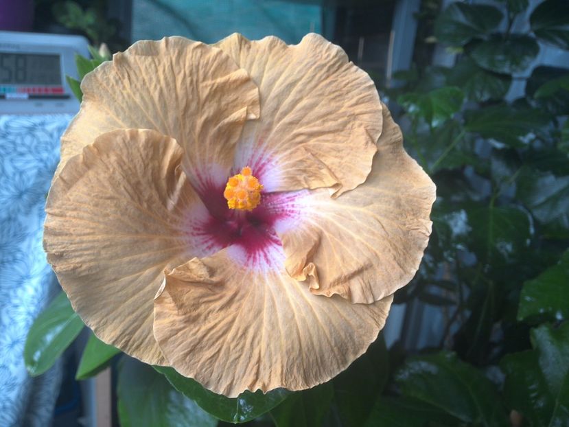 WIN_20170801_095854 - Tahitian Dusky Star