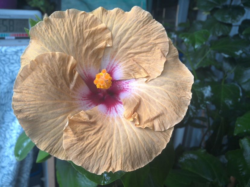 WIN_20170801_095857 - Tahitian Dusky Star
