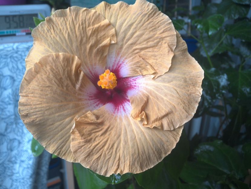 WIN_20170801_095858 - Tahitian Dusky Star