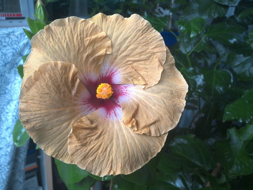 WIN_20170801_095903 - Tahitian Dusky Star