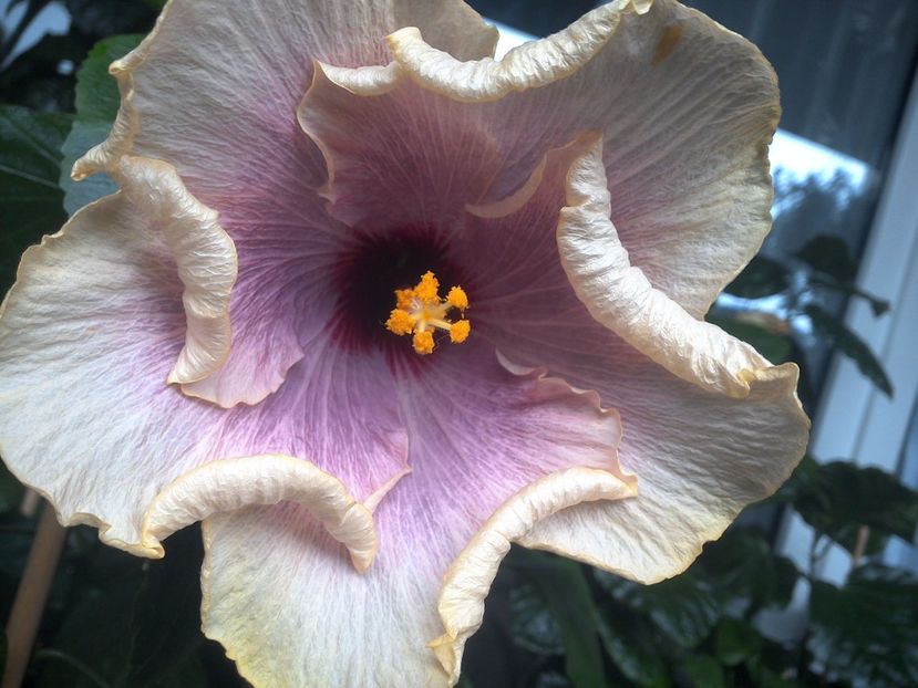 WIN_20170801_095451 - American Dream