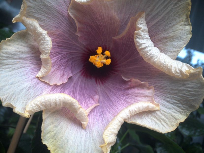 WIN_20170801_095456 - American Dream