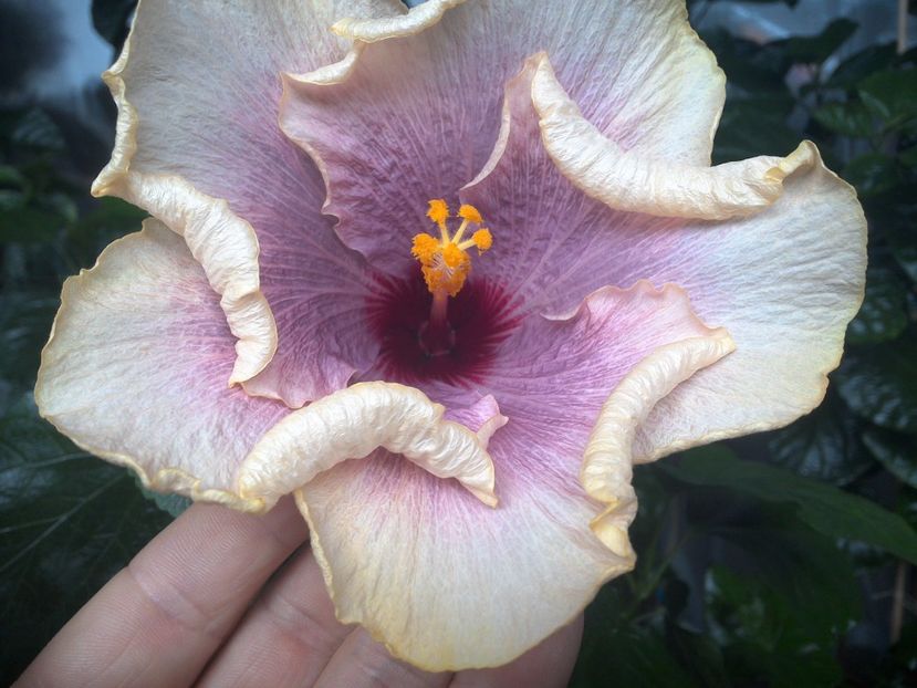 WIN_20170801_095525 - American Dream