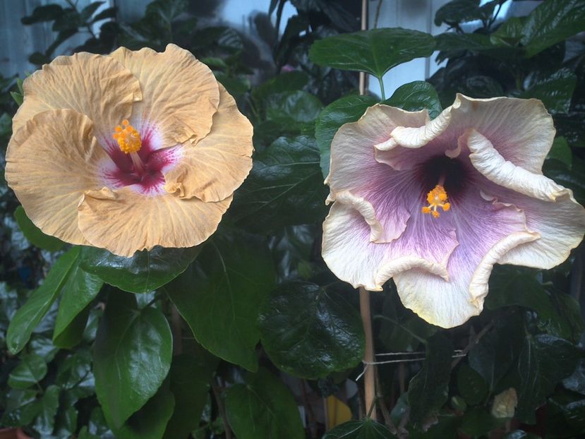 WIN_20170801_095401 - 03Hibiscus