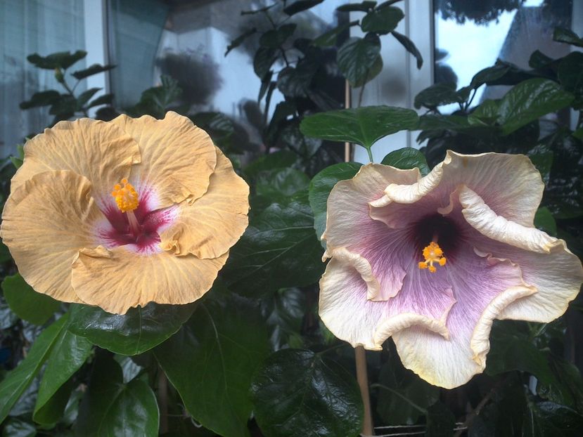 WIN_20170801_095410 - 03Hibiscus