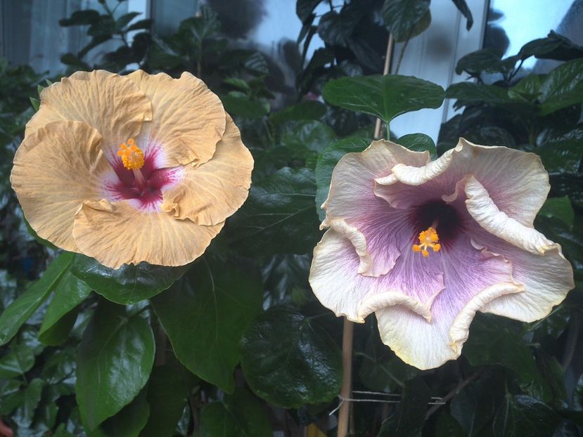 WIN_20170801_095542 - 03Hibiscus