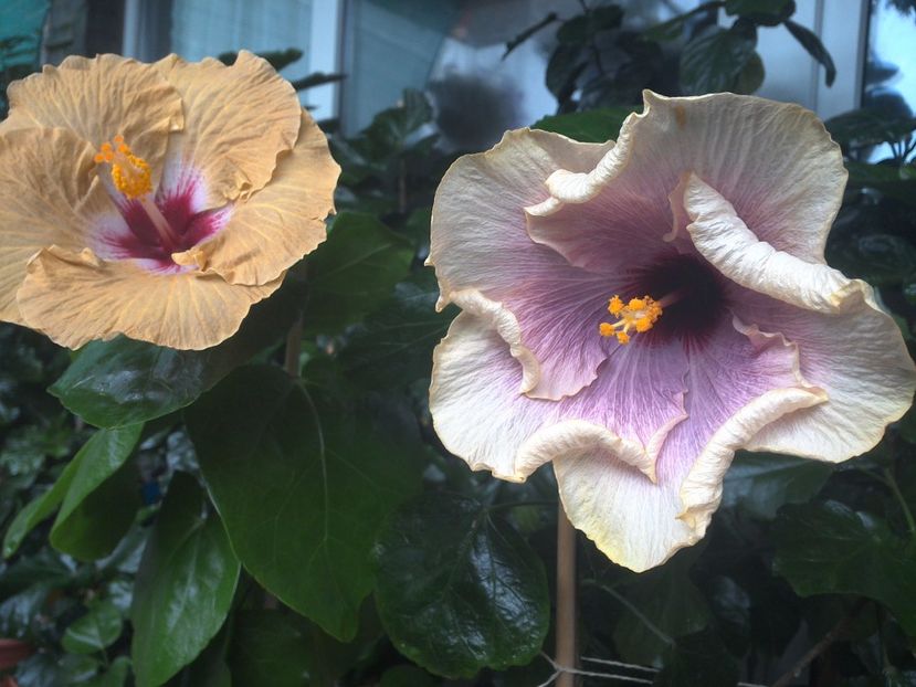 WIN_20170801_095420 - 03Hibiscus