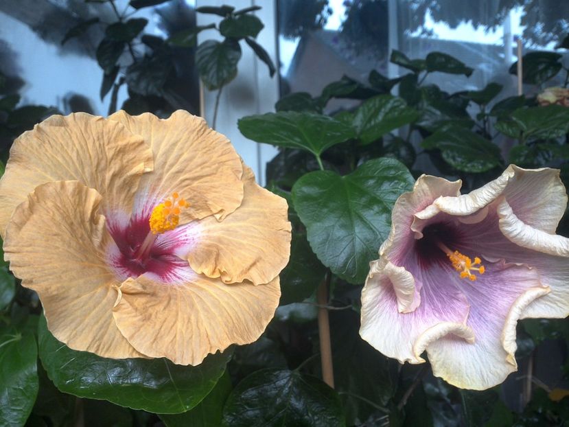 WIN_20170801_095433 - 03Hibiscus