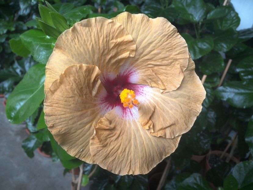 WIN_20170801_095147 - Tahitian Dusky Star