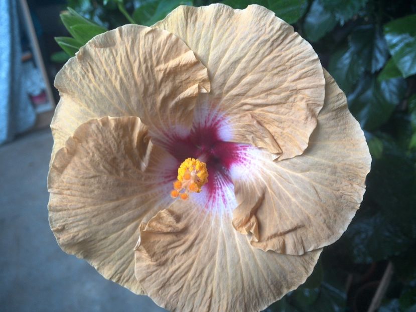 WIN_20170801_095157 - Tahitian Dusky Star