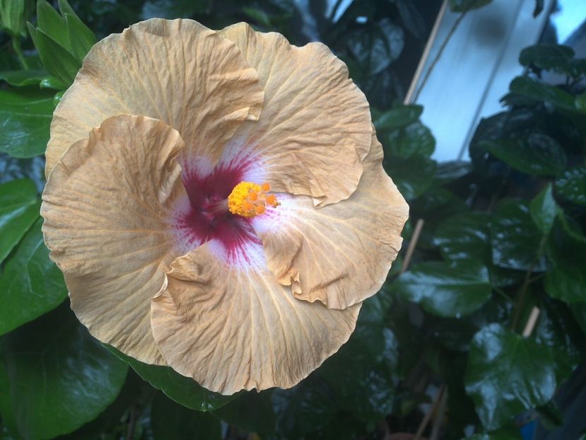 WIN_20170801_095247 - Tahitian Dusky Star