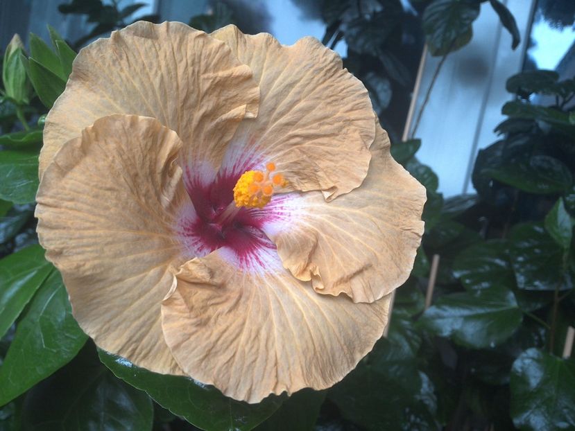 WIN_20170801_095259 - Tahitian Dusky Star