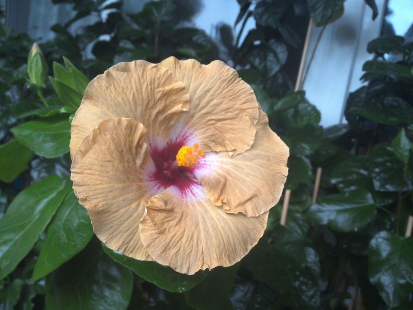 WIN_20170801_095305 - Tahitian Dusky Star