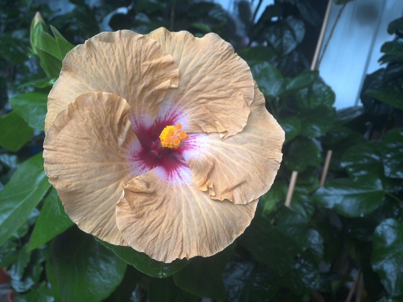 WIN_20170801_095311 - Tahitian Dusky Star