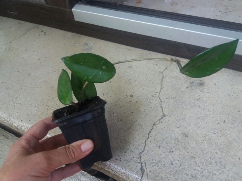 hoya carnosa alba - provizoriu