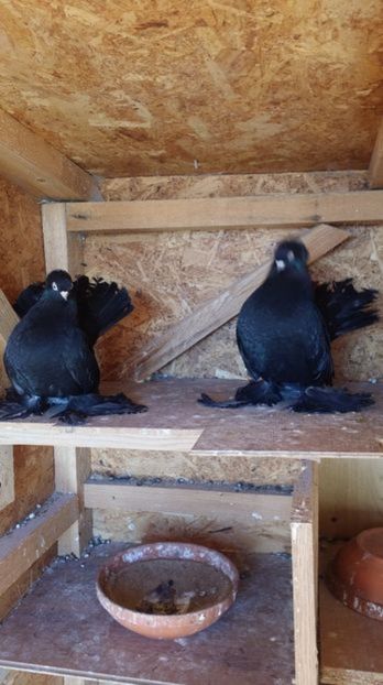 108432614_GHZRKPQ3 - De Vanzare