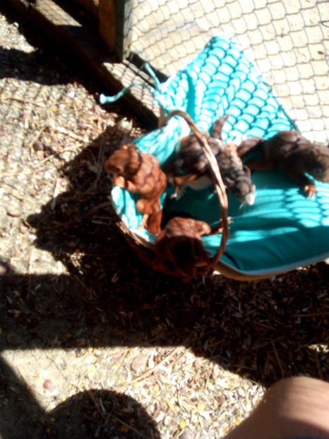  - veverite autohtone