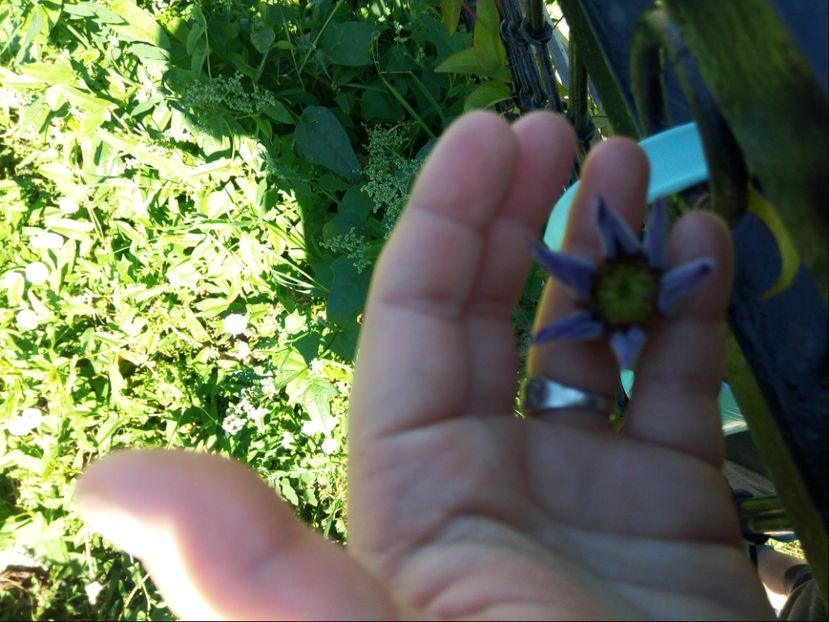 Clematita e gata sa mi arate o floricica - Vara