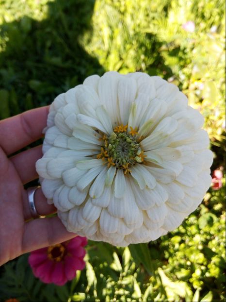 O Zinnia verde - Vara