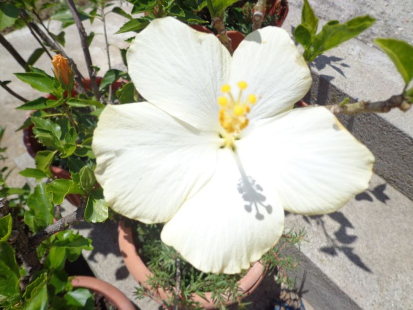  - A-HIBISCUSI 2017