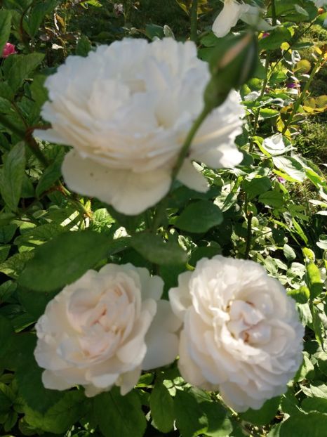  - Winchester Cathedral