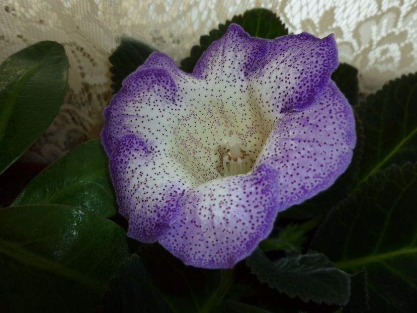 bulb cumparat - 0 Zambetul florilor continua