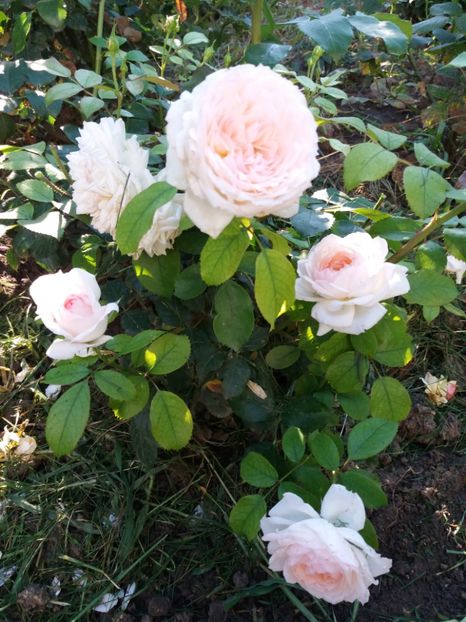  - Stephanie Baronim zu Guttenberg 1