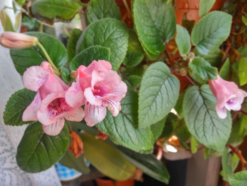 Amanda's playful - flori