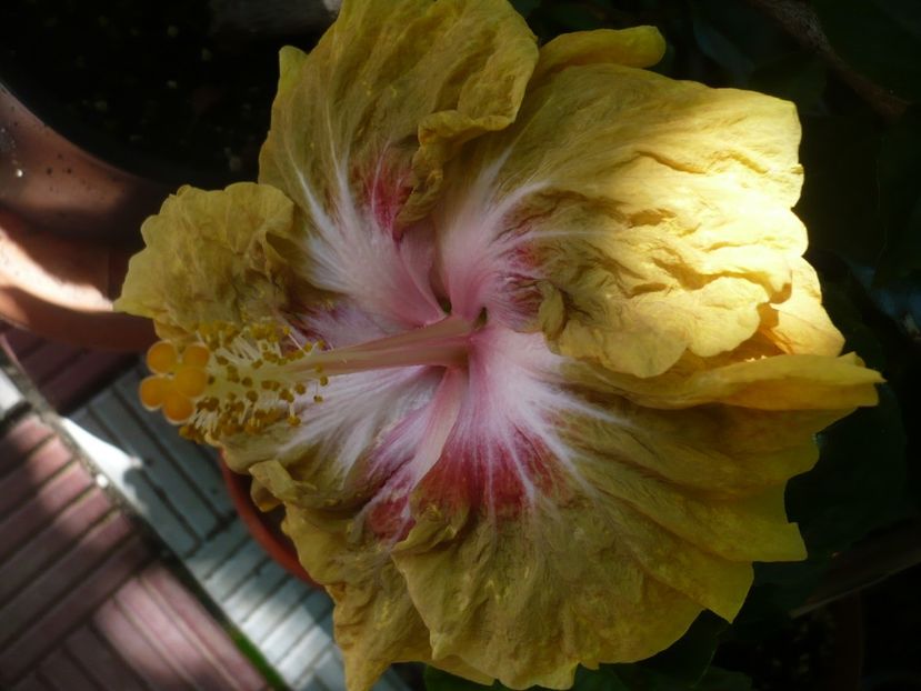 01.08.2017 - HIBISCUSI 2017-2