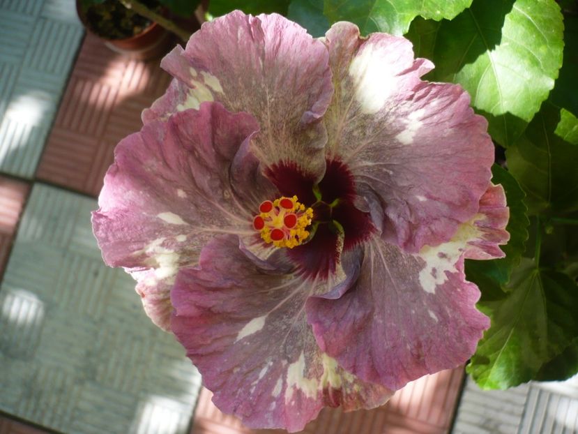 P1340034 - HIBISCUSI 2017-2